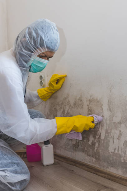 Best Asbestos and Lead Testing During Mold Inspection  in West Lawn, PA